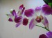 0041 orchidej